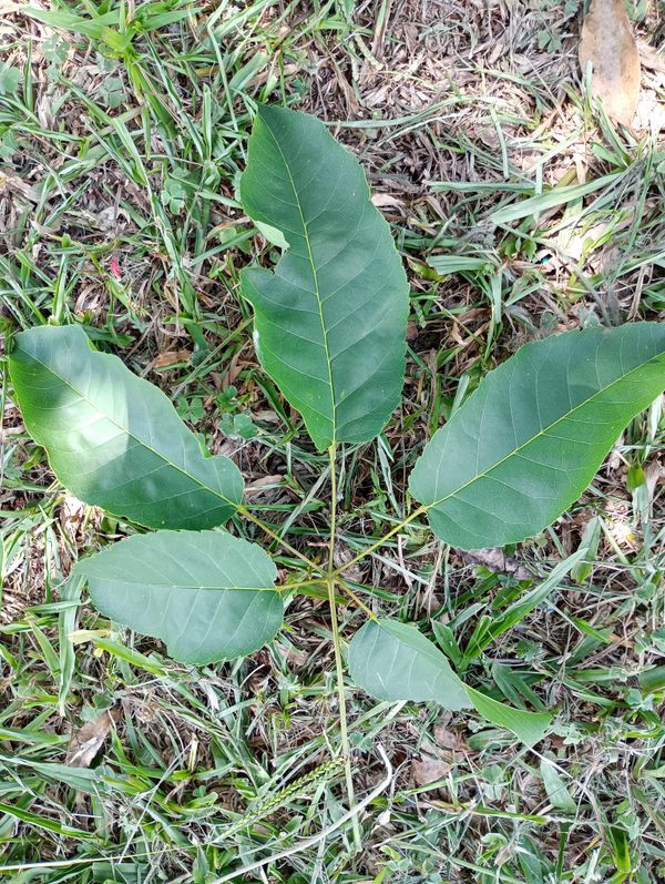 Identificação da planta Ipê-roxo por foto
