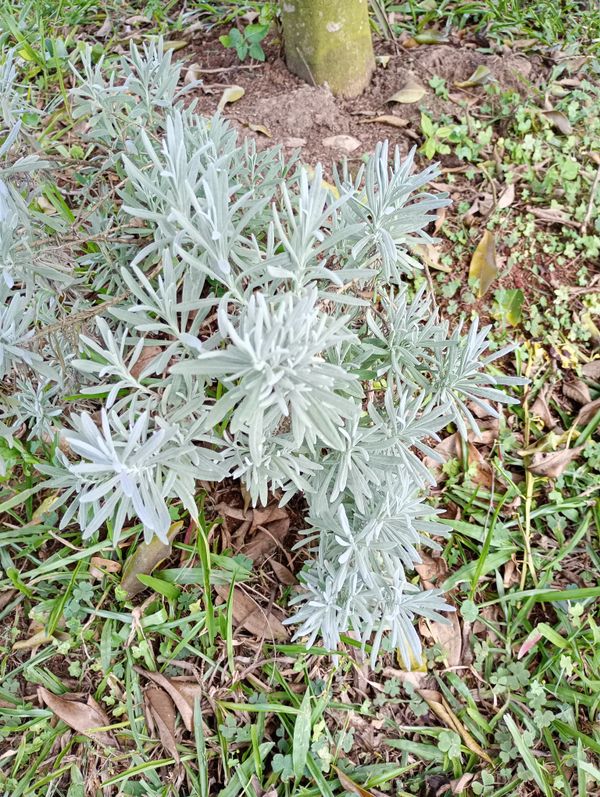 Identificação da planta Lavanda por foto