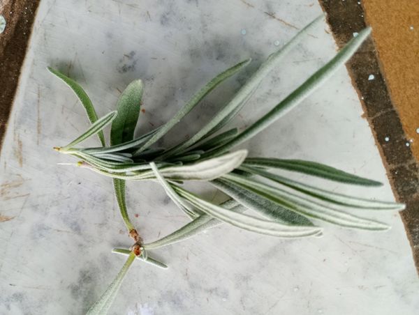 Identificação da planta Lavanda por foto