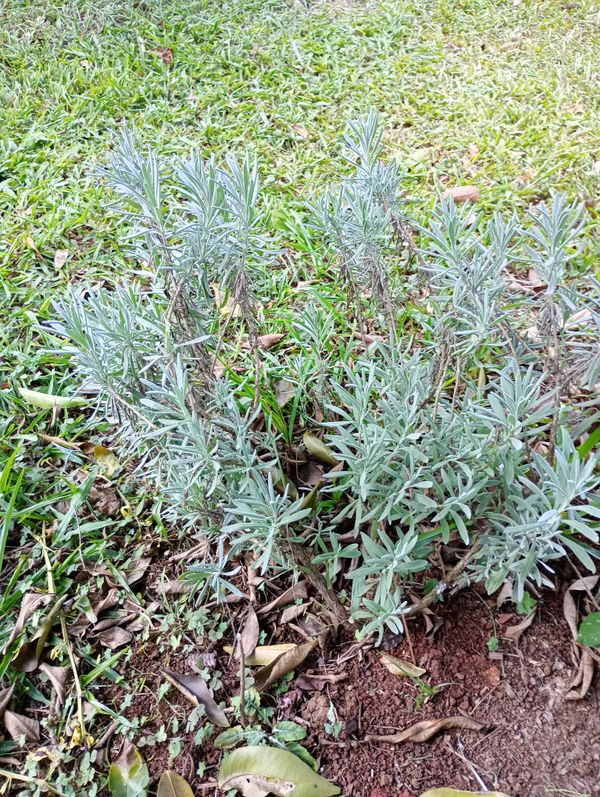 Identificação da planta Lavanda por foto