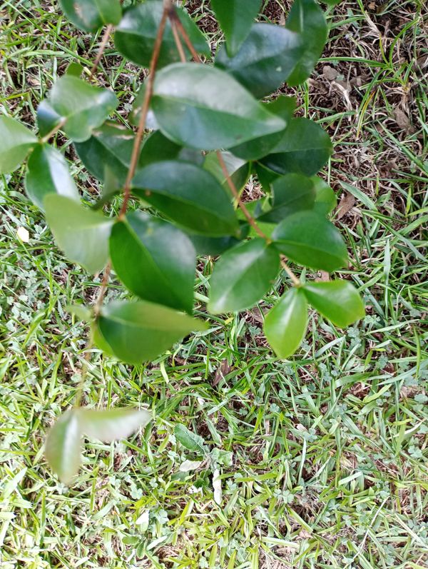 Identificação da planta Pitanga por foto