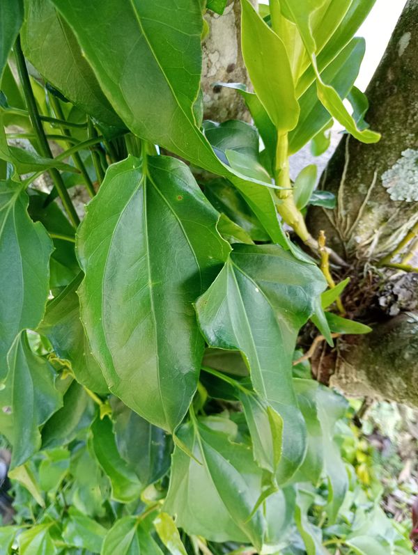 Identificação da planta Guaco por foto