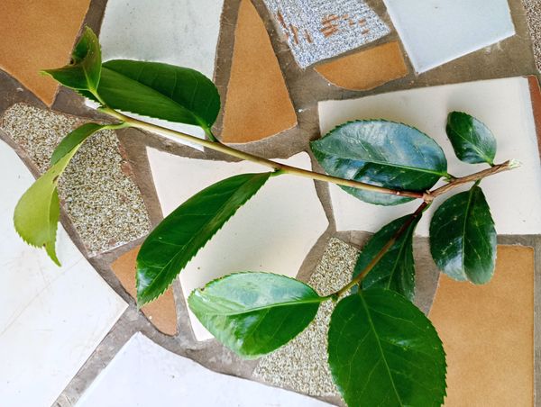 Identificação da planta Camélia-do-chá por foto