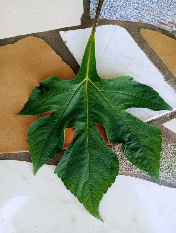 Identificação da planta Mexerica por foto