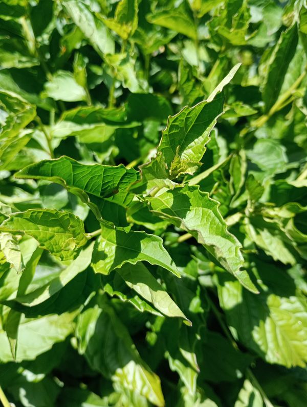 Identificação da planta Clerodendro por foto