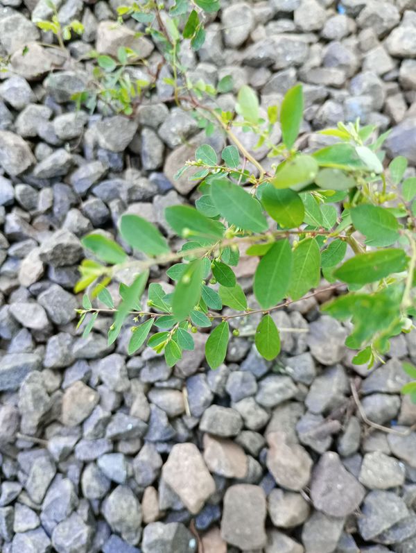 Identificação da planta Quebra pedra por foto