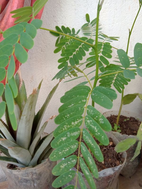 Identificação da planta Tamarindo por foto
