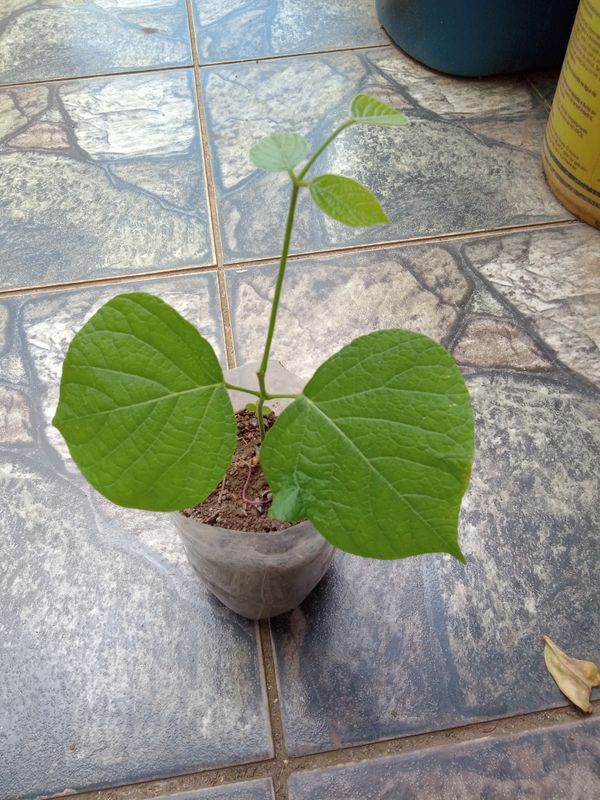 Identificação da planta Gmelina por foto