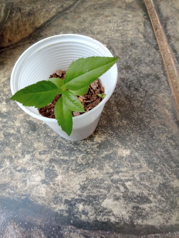 Identificação da planta Maqui por foto