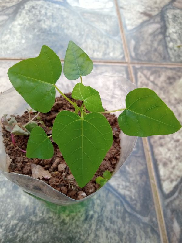 Identificação da planta Mulungu-da-amazônia por foto