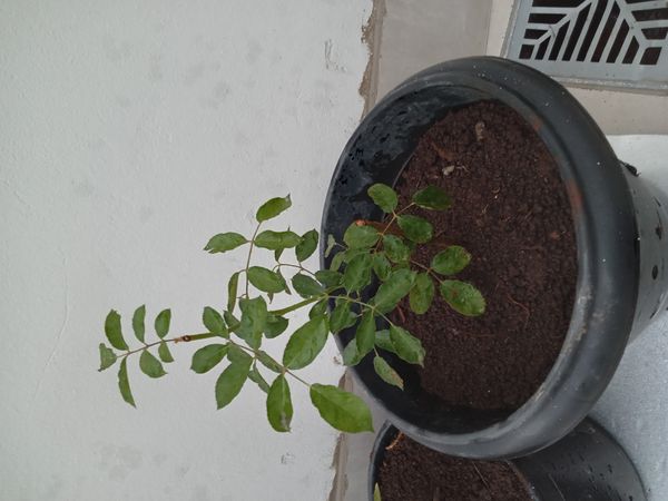 Identificação da planta Rosa Menina por foto