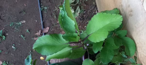 Identificação da planta Aranto por foto
