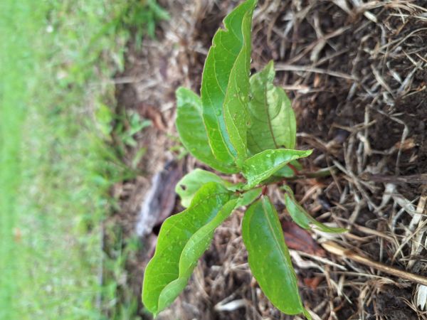 Identificação da planta Maracujá por foto