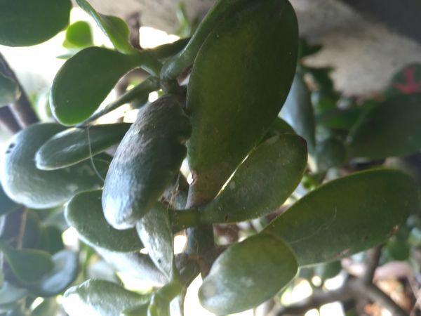Identificação da planta Planta-jade por foto