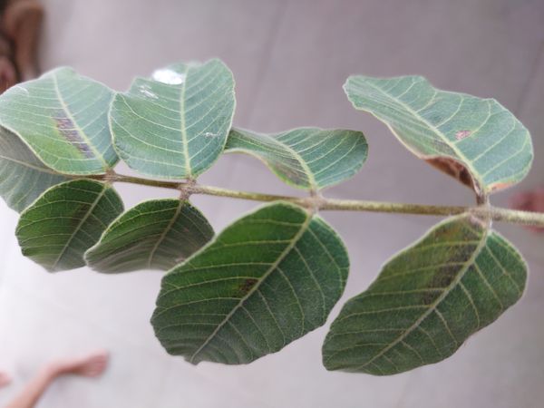 Identificação da planta Sumagre-chinês por foto