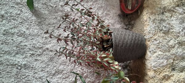 Identificação da planta Peperomia verso por foto
