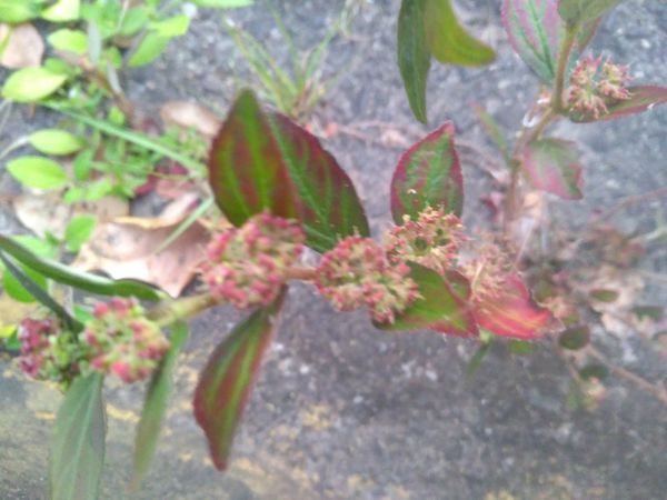 Identificação da planta Erva de Santa luzia por foto