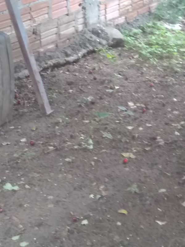 Identificação da planta Feijão por foto