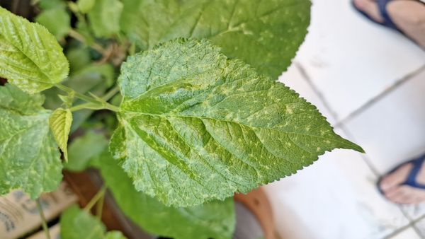 Identificação da planta Amora por foto
