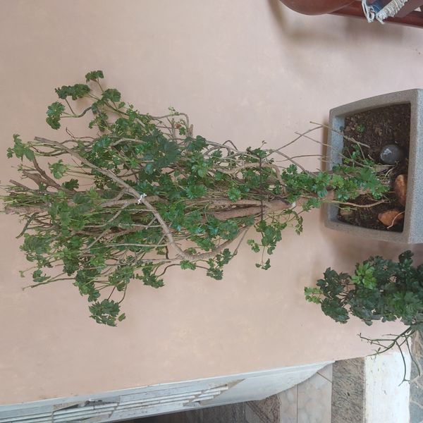 Identificação da planta Bonsai-Havaí por foto