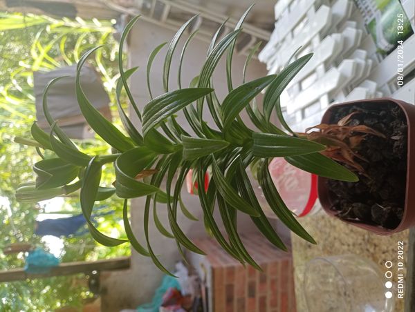 Identificação da planta Lírio por foto