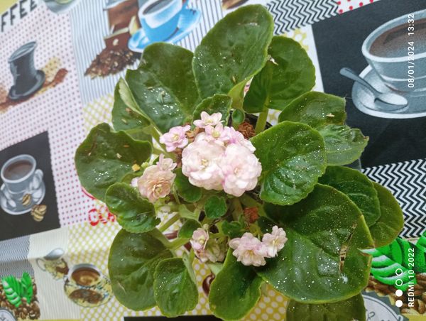 Identificação da planta Violeta-africana por foto