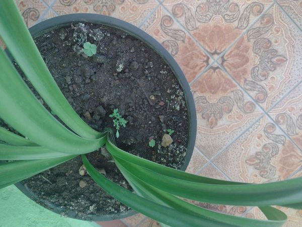 Identificação da planta Amarílis por foto