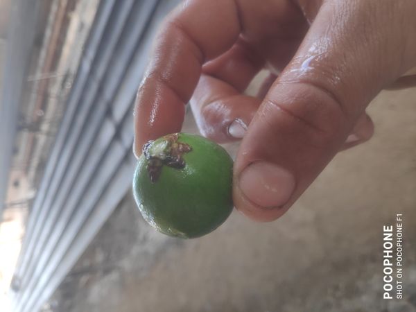 Identificação da planta Jabuticaba por foto
