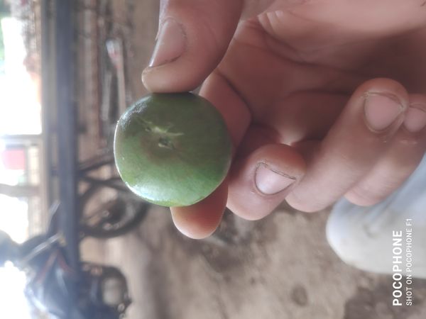 Identificação da planta Mancenilheira por foto