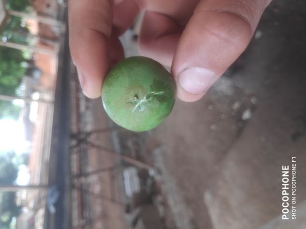 Identificação da planta Mancenilheira por foto