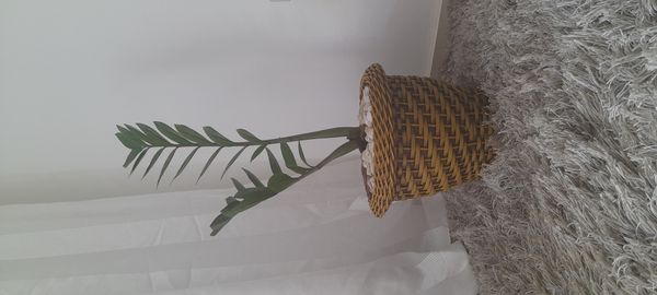 Identificação da planta Zamioculcas por foto