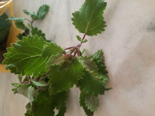 Identificação da planta Menta-de-rio por foto