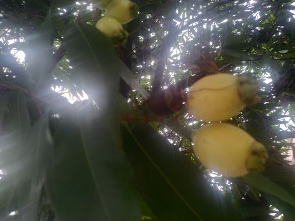 Identificação da planta Jambo amarelo por foto