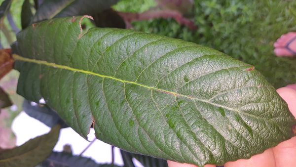 Identificação da planta Ameixinha amarela por foto