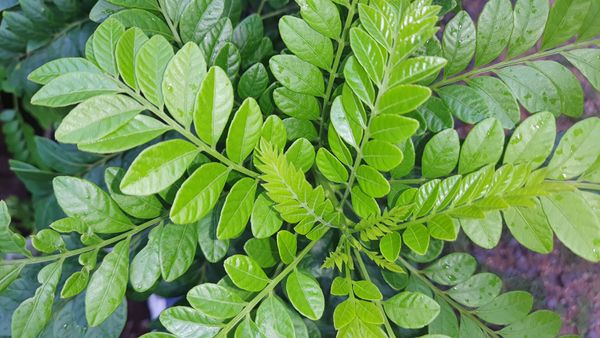 Identificação da planta Ciriguela por foto