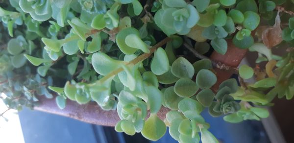 Identificação da planta Brilhantina por foto