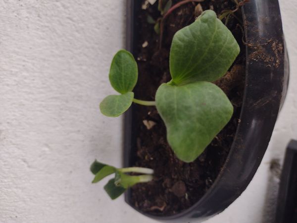 Identificação da planta Melão por foto