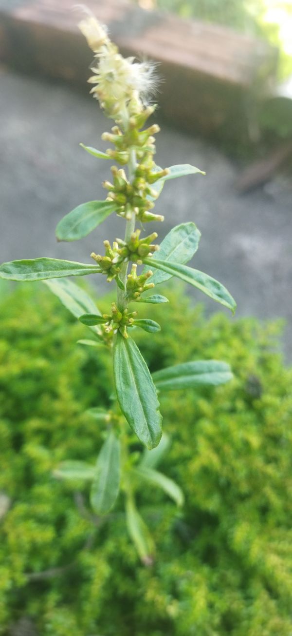 Identificação da planta Sete-sangrias por foto