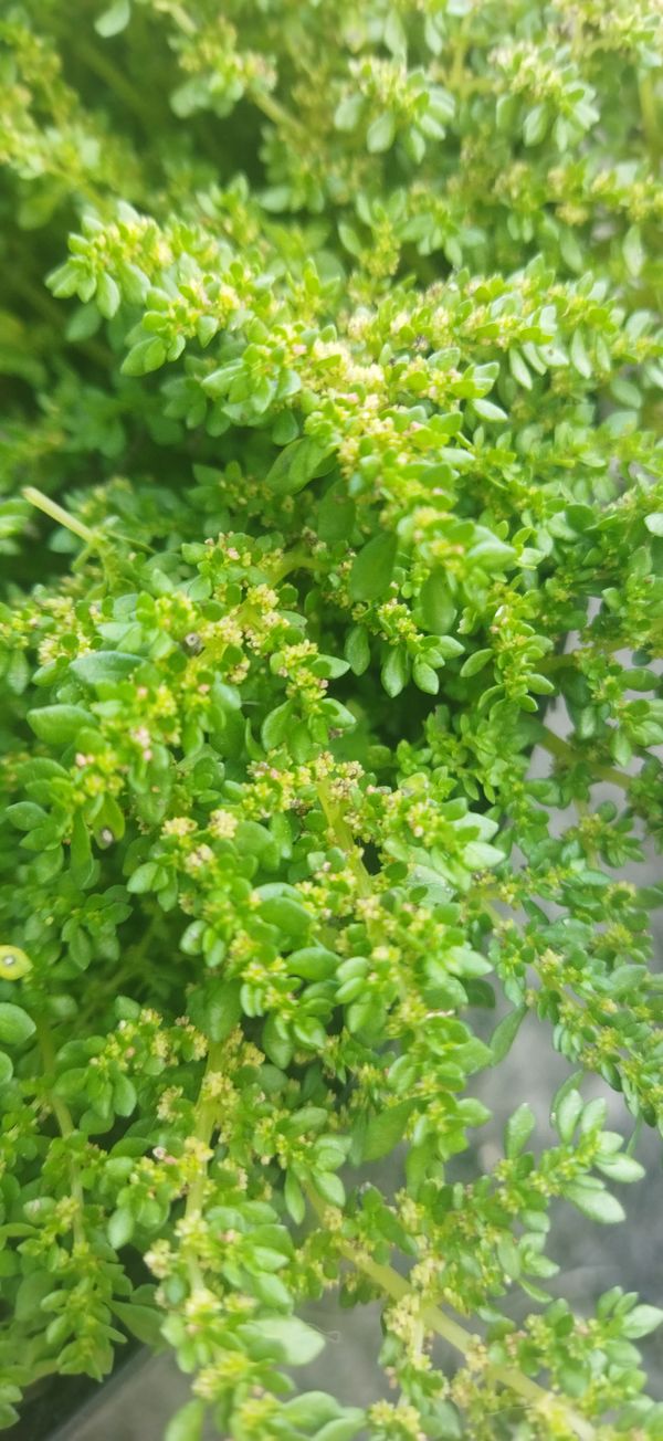 Identificação da planta Cabelo-de-anjo por foto