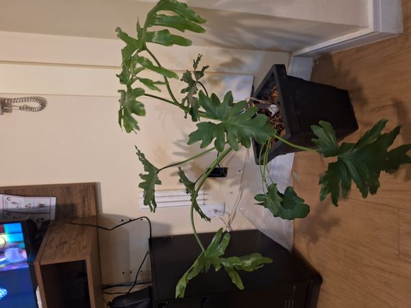Identificação da planta Guaimbê por foto