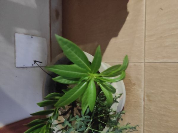 Identificação da planta Maria-sem-vergonha por foto