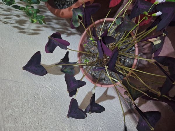Identificação da planta Trevo negro por foto