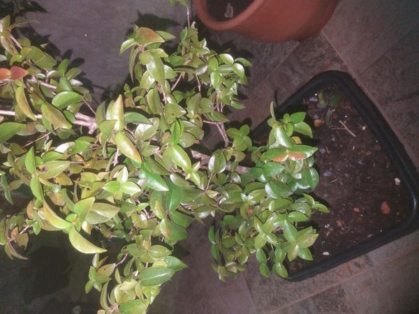 Identificação da planta Pitanga por foto