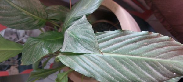 Identificação da planta Lírio-da-paz por foto