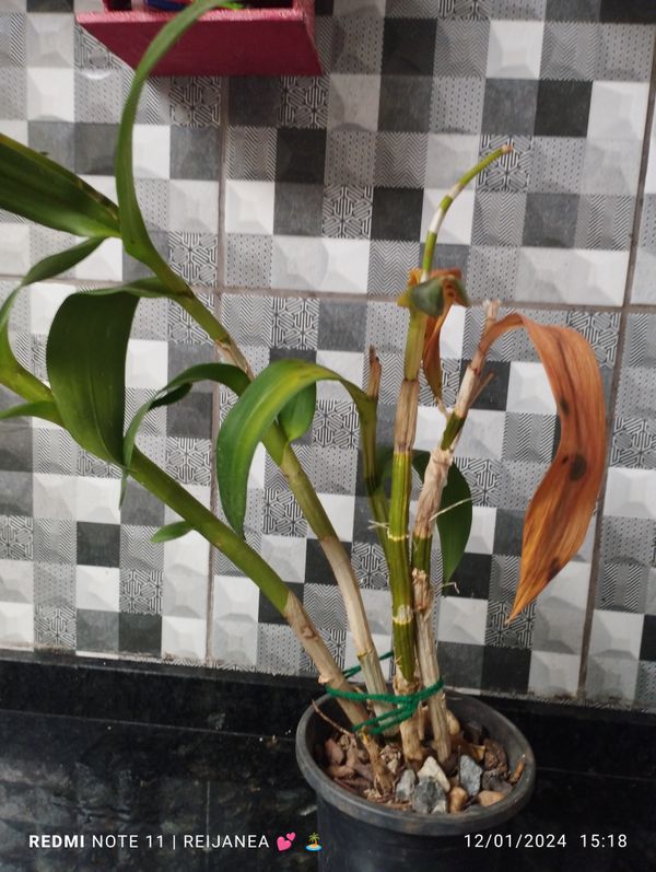 Identificação da planta Dendróbio por foto