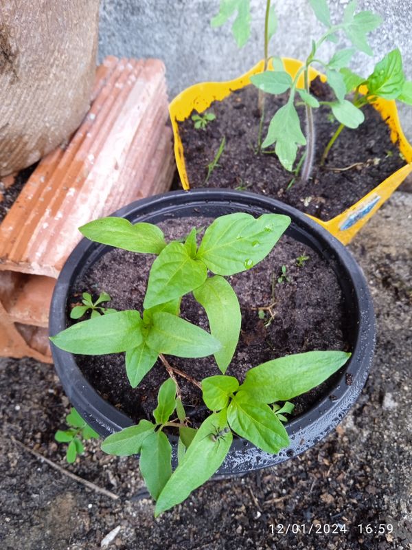 Identificação da planta Pimenta por foto