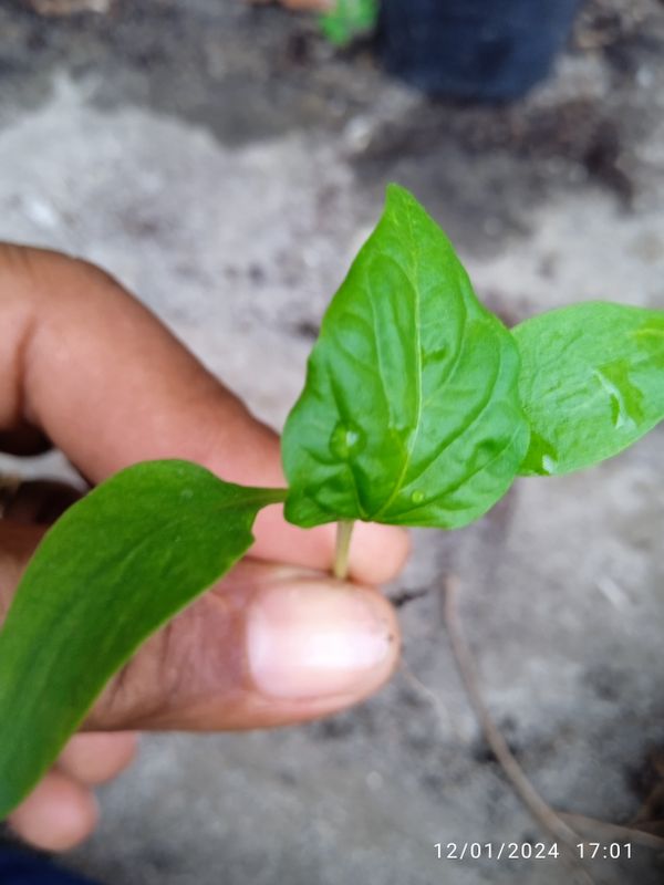 Identificação da planta Jalapa-de-jardim por foto