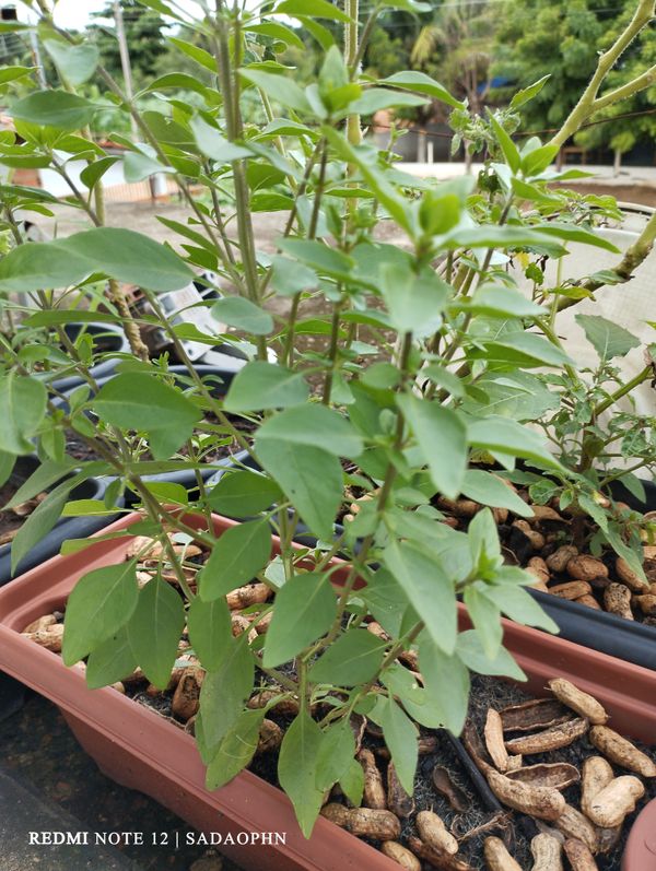 Identificação da planta Poêjo por foto