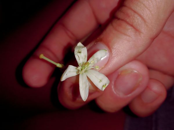 Identificação da planta Estrela-de-belém por foto