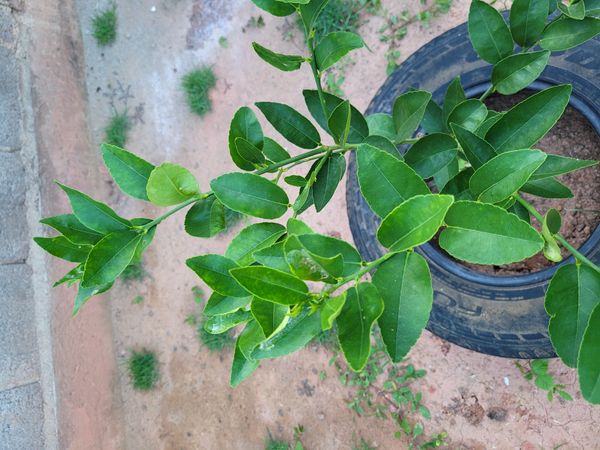 Identificação da planta Limão galego por foto